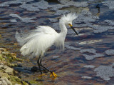 Snowy Egret