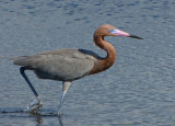 Reddish Egret