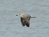 Great Black-backed Gull