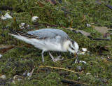 Red Phalarope