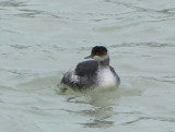 Eared Grebe