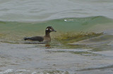 Harlequin Duck