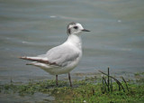Little Gull
