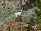 Mountain Goat