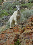 Mountain Goat