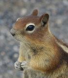 Golden-mantled Ground Squirrel