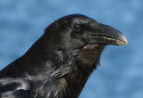 Common Raven
