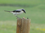 Loggerhead Shrike