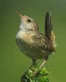 Sedge Wren