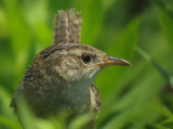 Sedge Wren