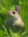Sedge Wren