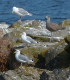 California Gulls and Glaucous-winged Gulls