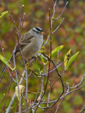 White-crowned Sparrow