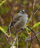 White-crowned Sparrow