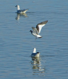 Sabines Gull