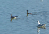 Sabines Gull