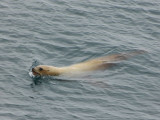 Harbor Seal