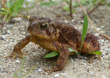 American Toad