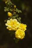 Trio of Yellow Roses - Terri Morris
