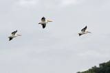 3 Pelicans Overhead