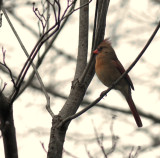 Female Cardinal