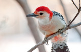 Red bellied woodpecker