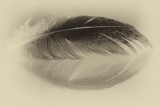 Feather on Glass