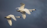 Flying Trumpeters