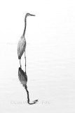 BlueHeron in Black and White
