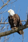 Bald Eagle along the River