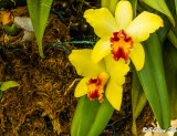 Orchid - S. Slayton