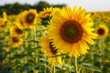 Sunflower4-Terri Morris