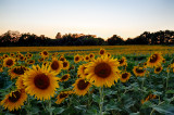 Sunflower3-Terri Morris