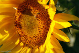 Pollen Collector on Sunflower