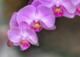 Orchids