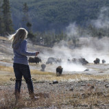 Bison Watcher