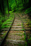 August 2015 - Leading Lines - Into The Woods - Linda Hanley