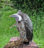 Vulture