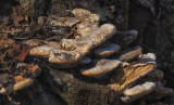 Fungi on Tree Stump