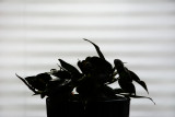 Plant Against Window Shade