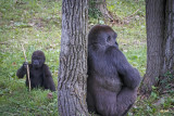 Who said gorillas arent cute!