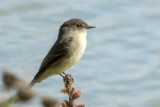 Eastern Phoebe