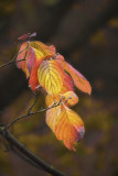 Dogwood leaves