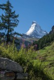 Matterhorn Fireweed
