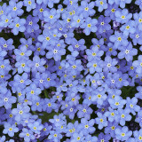 Forget-Me-Not #6 Seller