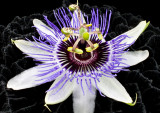 Passion-Flower