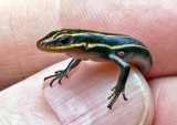 Baby--Skink--with-Tick