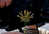 W-photographing-Unknown-Weed-4