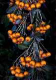 Pyrcantha Berries