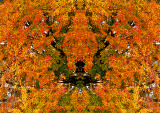 Autumn-Leaves-Konfabulation